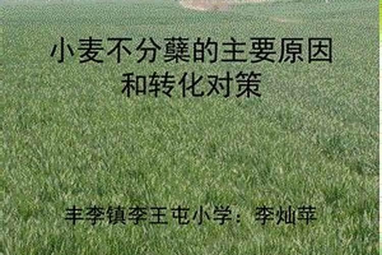小麦防冻专用叶面肥 小麦防冻措施