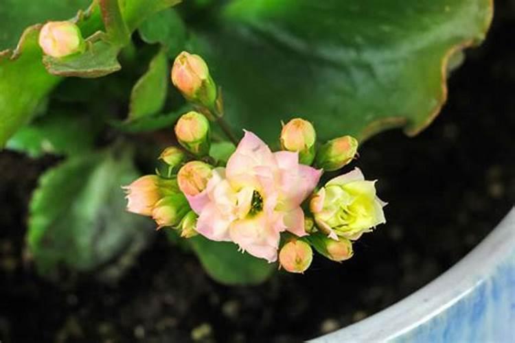 长寿花叶小掉叶怎么办？