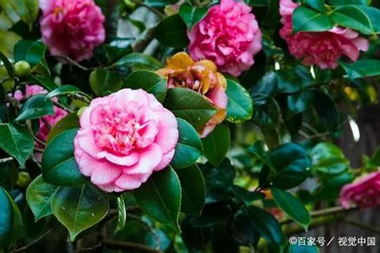 茶花刚开花就掉了是什么原因