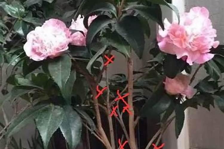 茶花落蕾施什么肥