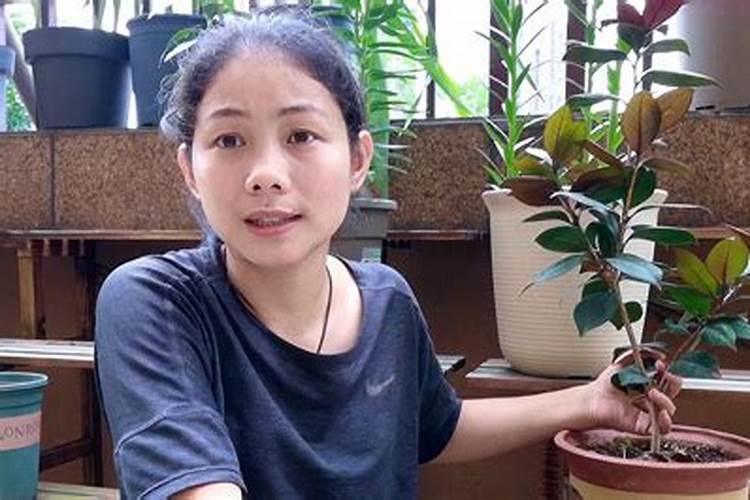 茶花掉叶子的补救方法