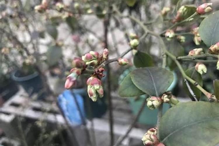 蓝莓花苞干枯了什么原因