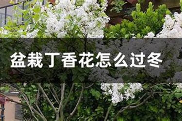 玫瑰花叶子发黄怎么办,玫瑰花叶子发黄解决办法