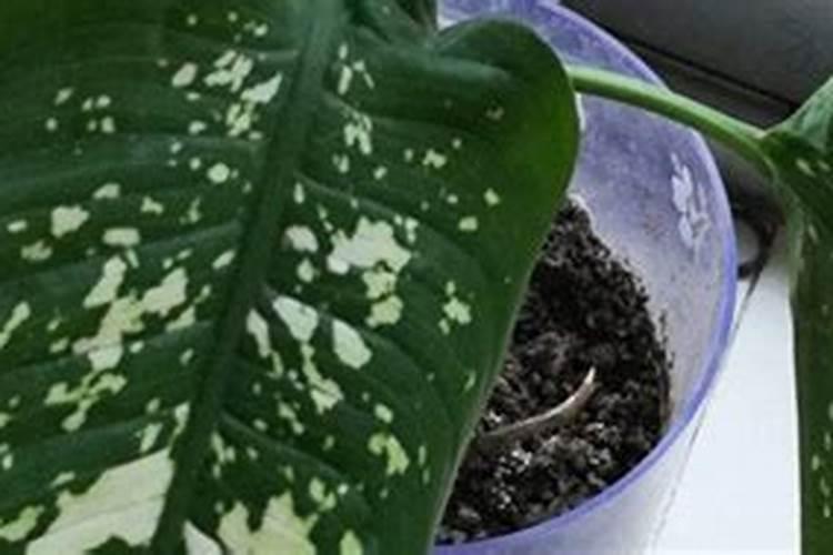 花叶万年青肥方法,用什么肥好