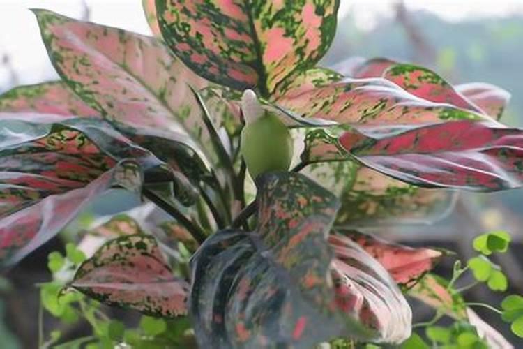 花叶万年青如何养护？