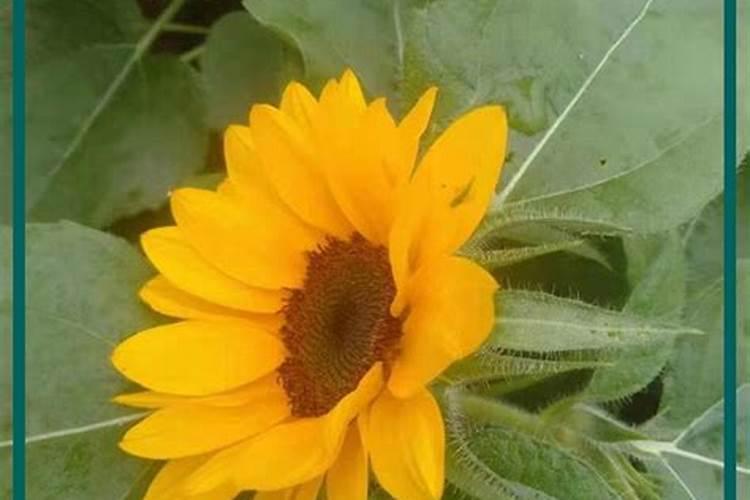 葵花种用什么肥料