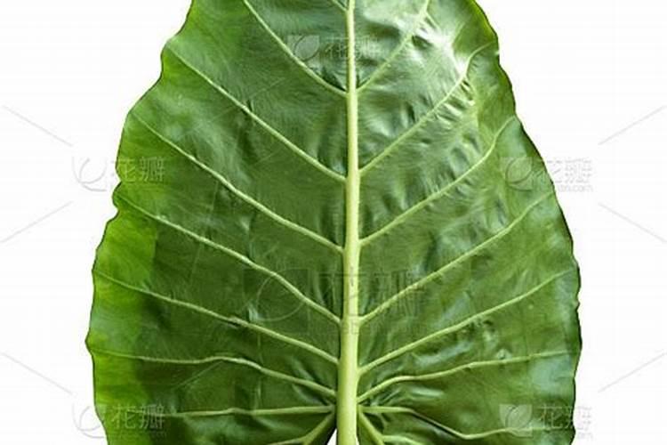 山芋育苗施什么肥料长得快？