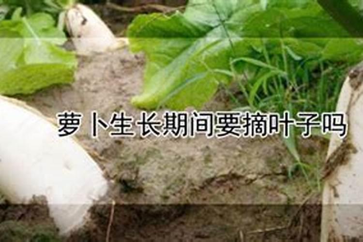 家庭种萝卜的方法和步骤
