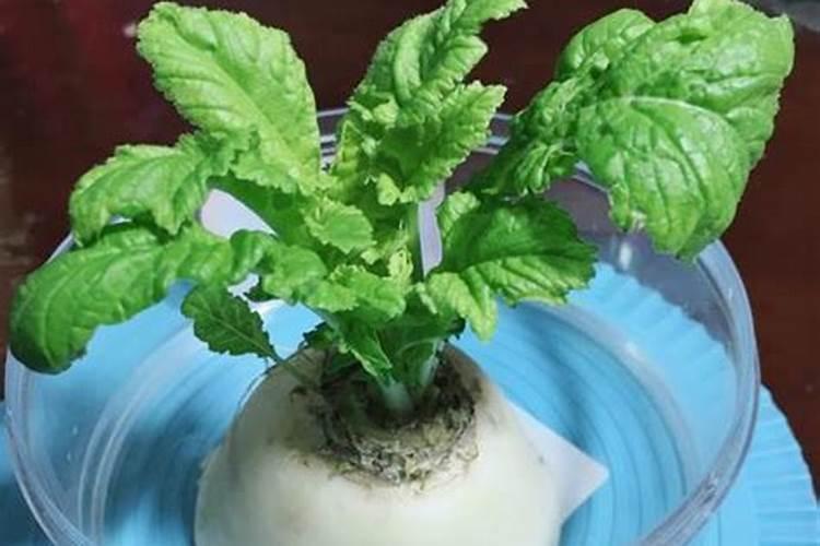 常见露天蔬菜种植时间表 不同季节露天蔬菜种植技术与管理