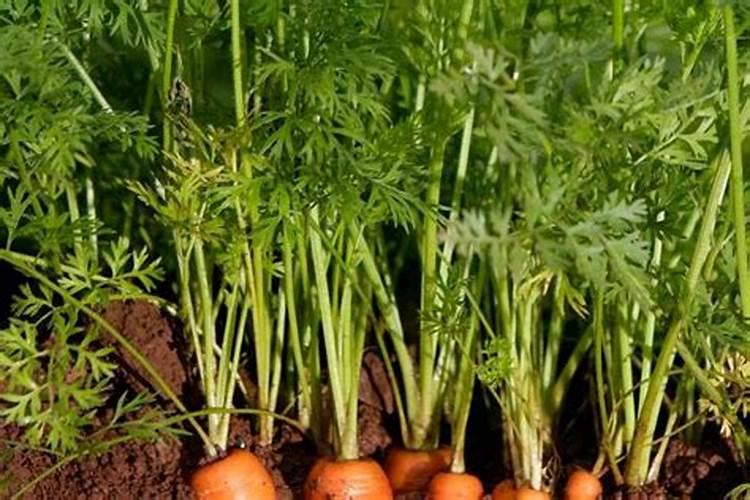 胡萝卜怎样施肥,什么时候施肥好