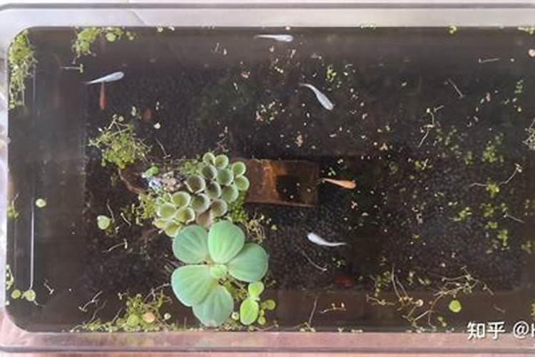 钾肥如何施用效果好,钾肥的科学施用技术