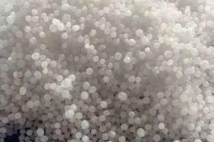 水果玉米收货前十天可以追尿素吗