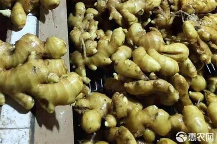 生姜喷施磷酸二氢钾的作用