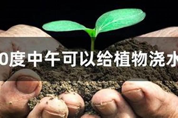 喷施叶面肥需要注意什么？