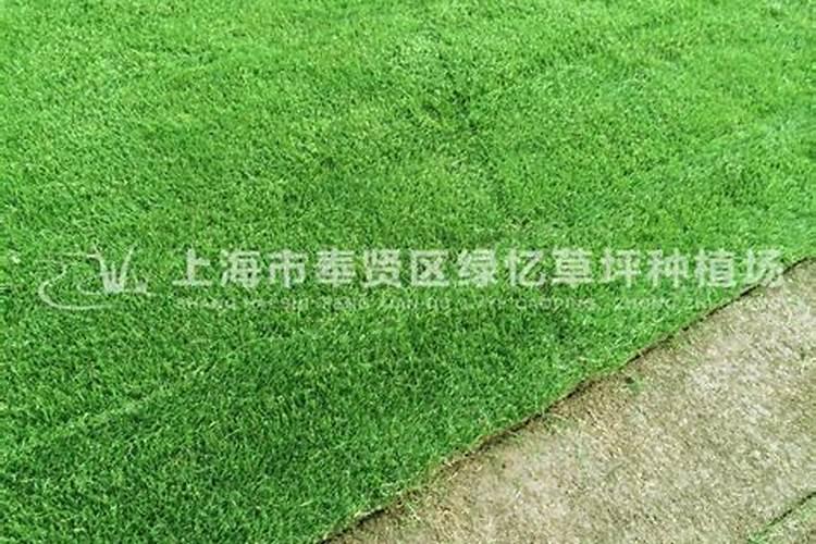 用什么草坪专用肥好