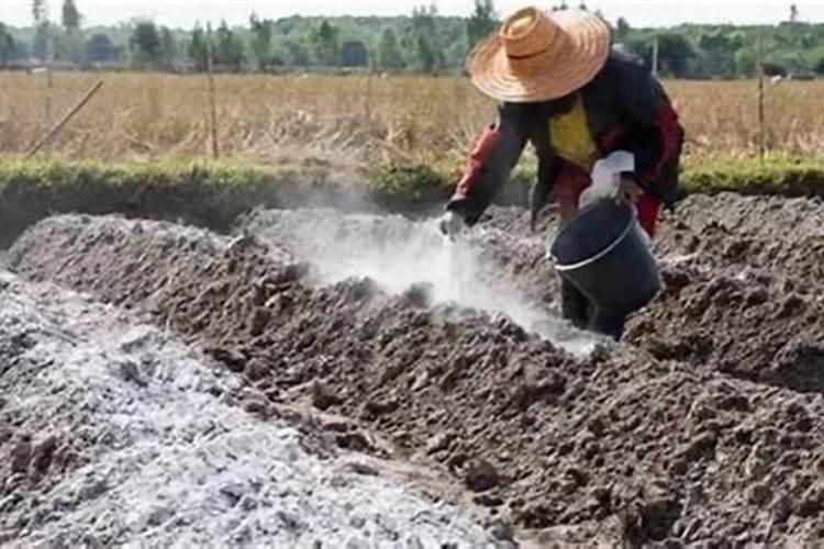 石灰氮土壤消毒方法