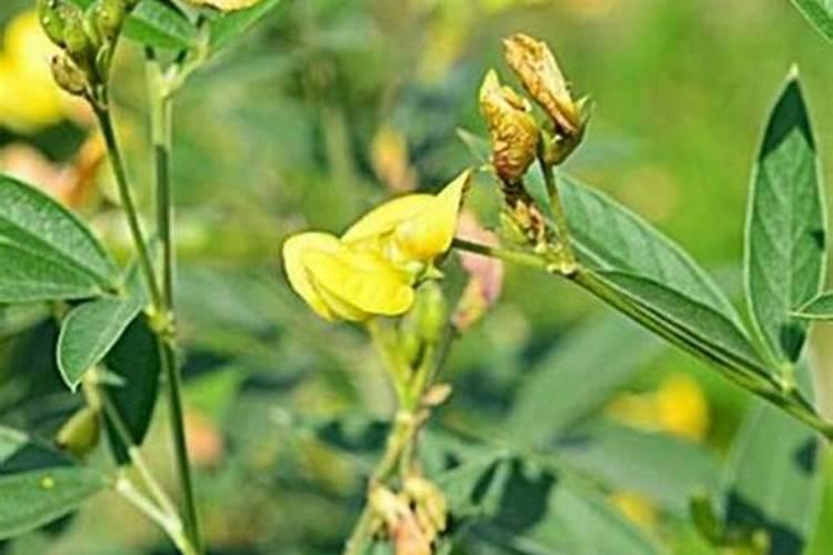 种豆角如何使用氮肥？可以实现豆角高产吗？