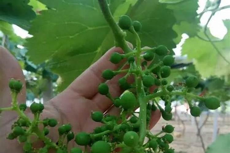 请问黄腐酸钾可以直接冲施或叶面喷施么？用量是多少？