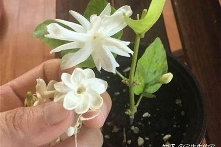 樱桃开花后用什么肥？