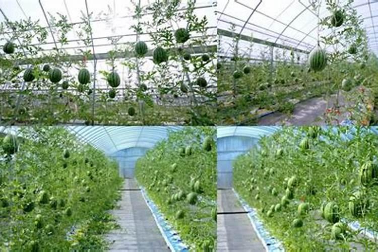 水溶肥能用在西瓜苗床上吗