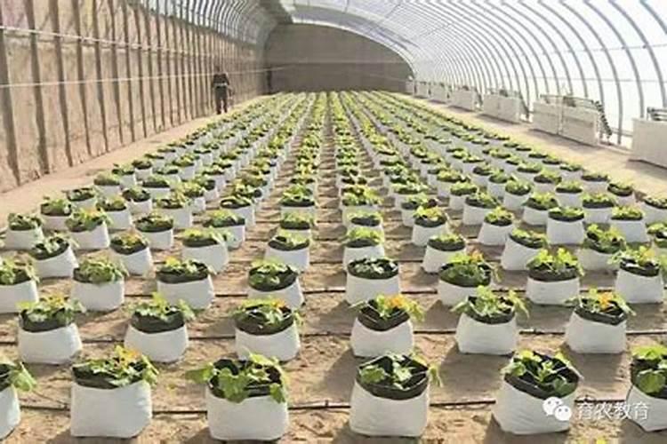 沙漠玫瑰怎样用磷酸二氢钾