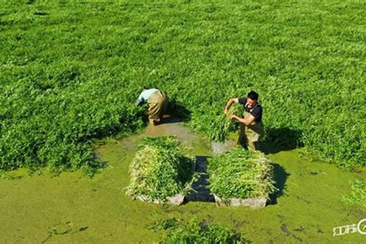 芹菜需要哪种肥料,该怎么施肥才能长好？