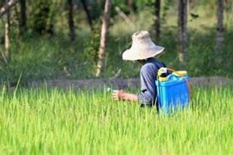 复合肥对水稻有什么的作用