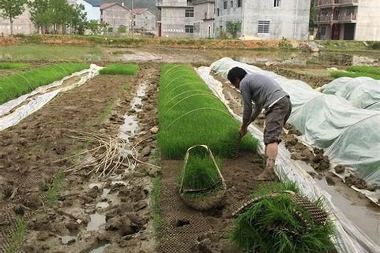 怎样提高磷肥的施用效果,提高水稻磷肥施用效果的方法