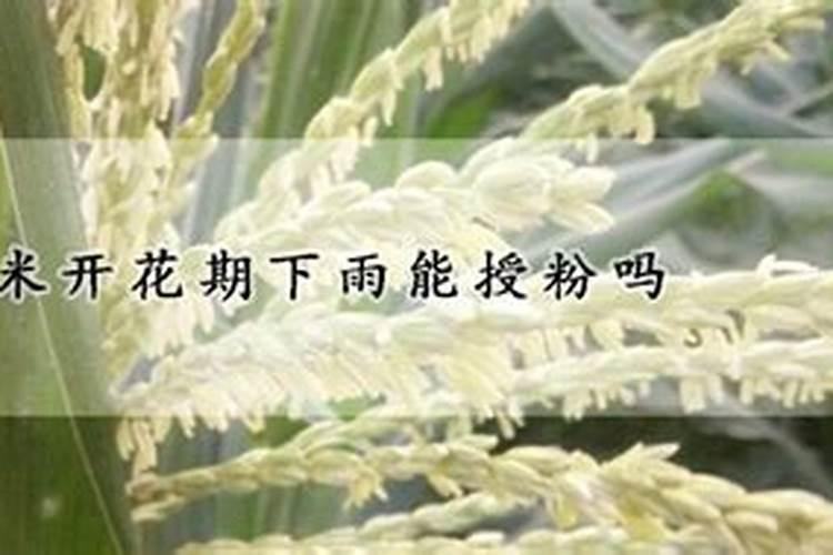 硼肥在果树使用禁忌