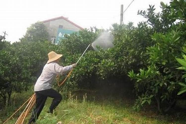 秋大白菜的种植方法和管理技术