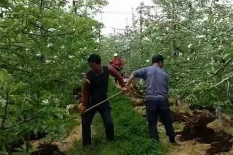 磷酸二铵果树怎么用 有哪些作用