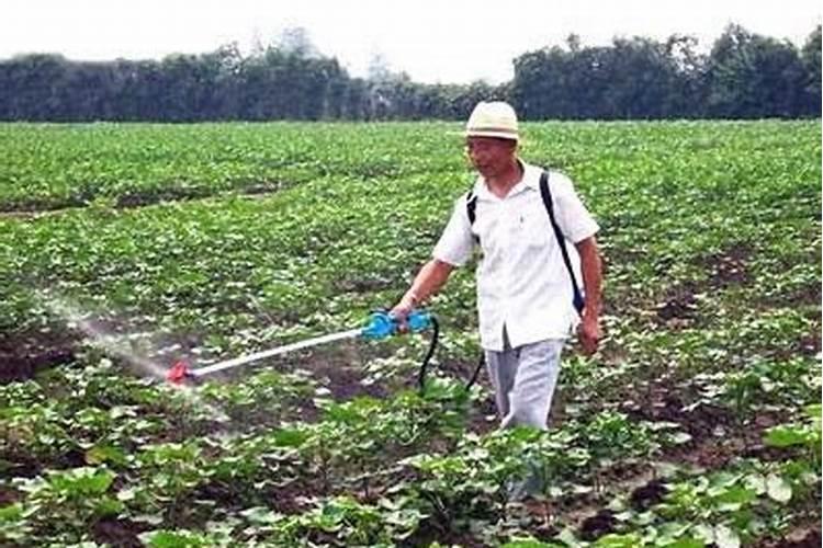 桔子树用什么肥料最好盆栽