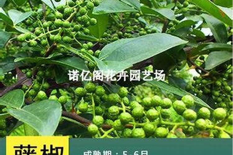 藤椒采摘下来之后为什么会变黑