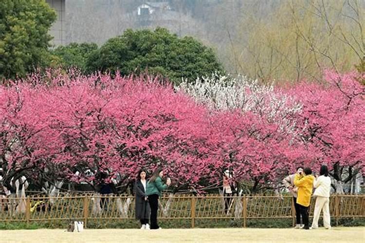 盆栽梅花怎么施肥？