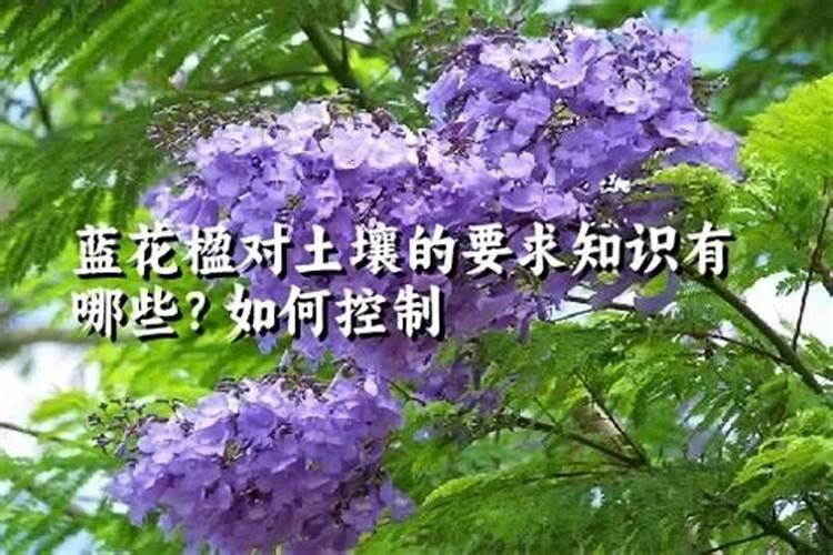 蓝花楹的养殖方法和注意事项,早春剪枝以及预防天牛虫害
