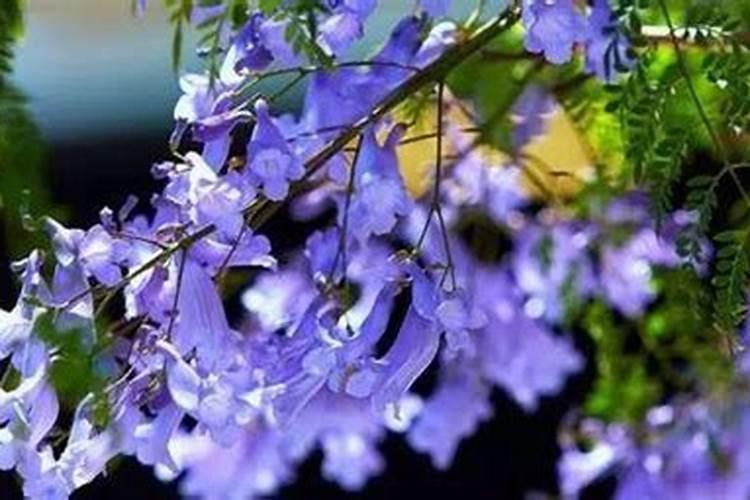 蓝花楹怎么施肥