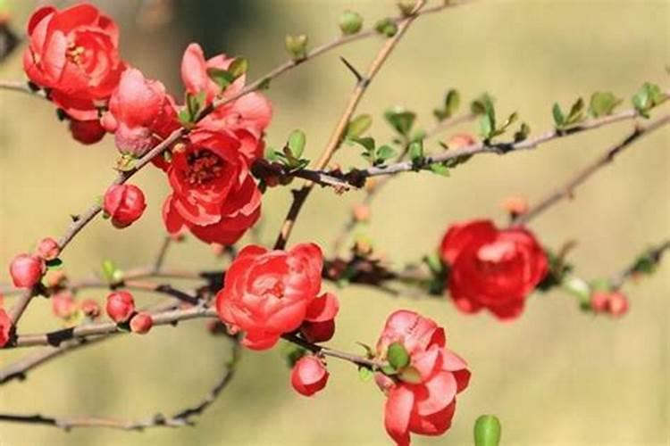 海棠花叶子干枯怎么办,叶子干枯四种原因及解决方法