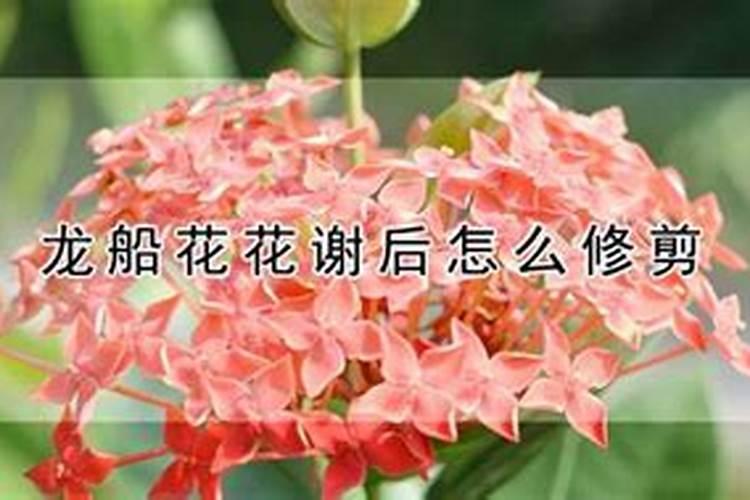龙船花花谢后怎么养