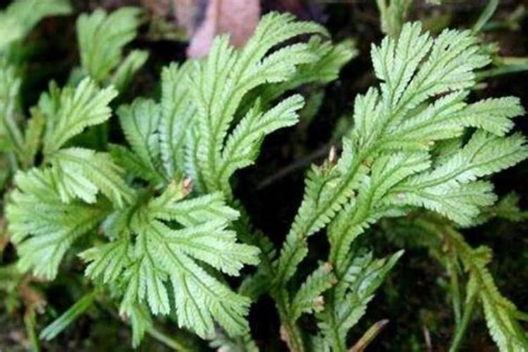 九死还魂草的种植方式以及栽培手段是什么