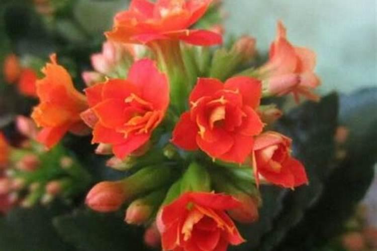 长寿花换盆后怎么养护