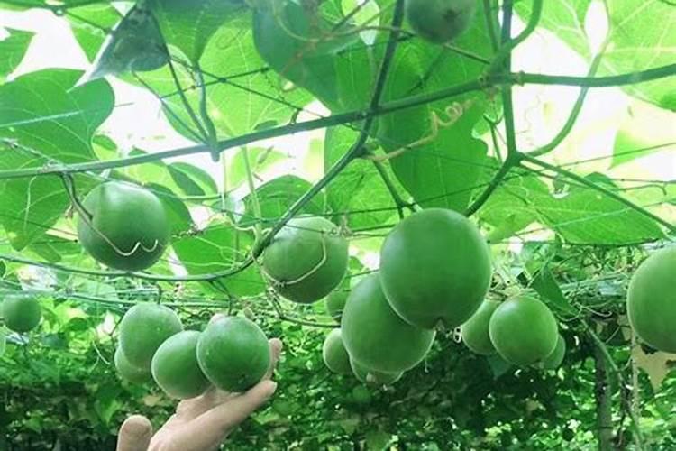 植物如何净化水质