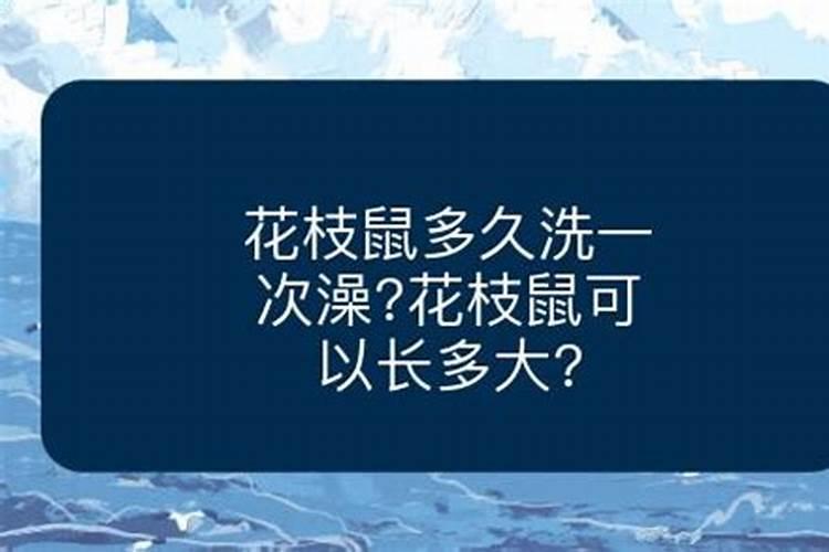 新插在花盆的花枝需天天浇水吗？