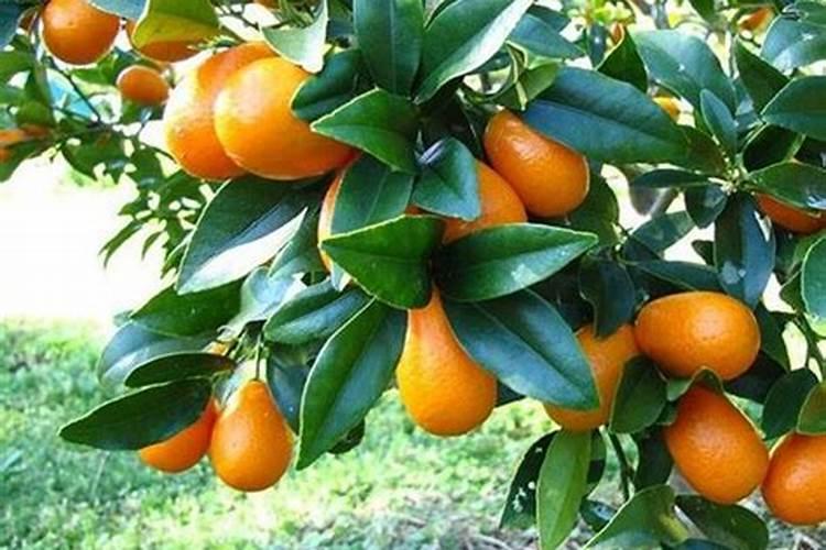 ...会动的小红点,哪是什么？树已有花苞,敢打药吗？打什么药？