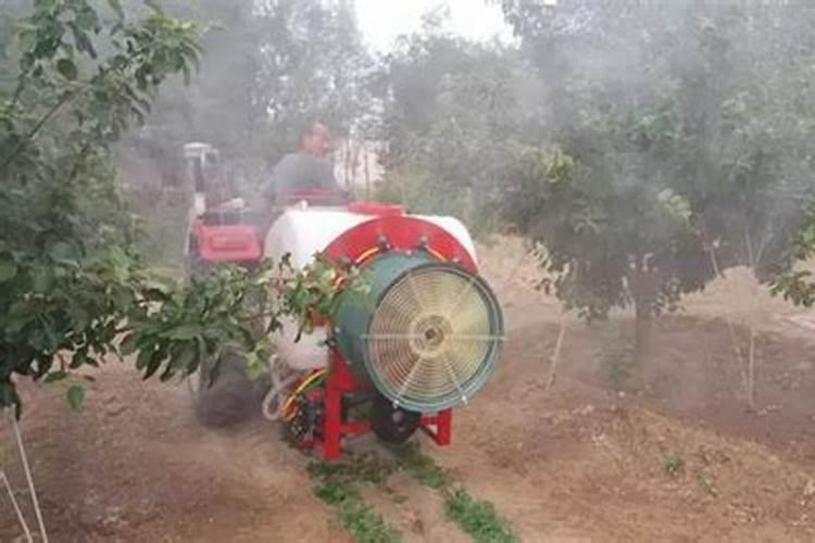 桔子树移栽需要剪叶吗桔子移栽定植方法是什么