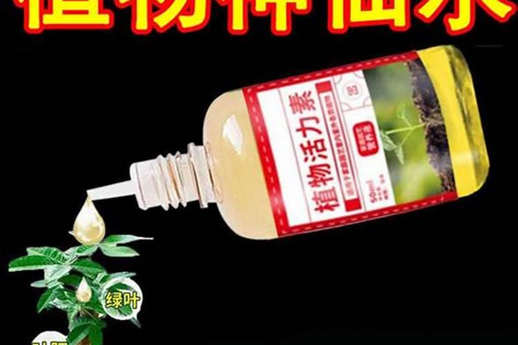 发财树怎样使用生根粉,1:600比例稀释后浇灌根部
