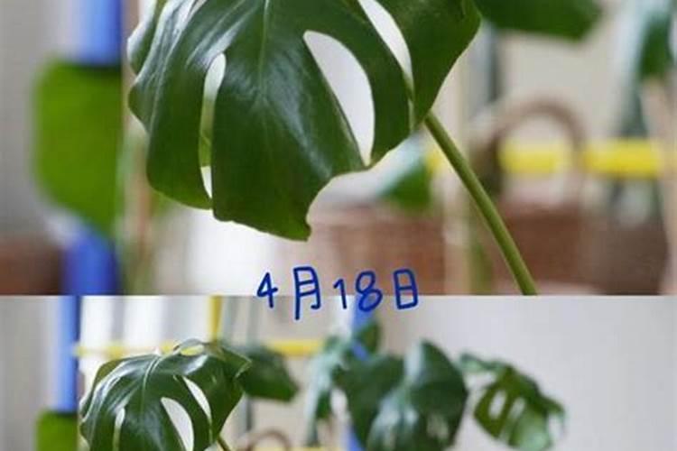 水生植物怎么养