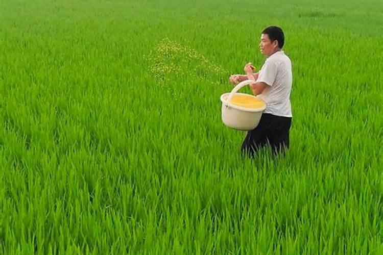 玉米苗期喷什么叶面肥