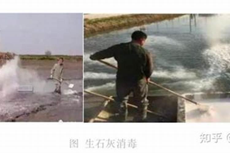 生石灰在水产养殖中有何作用？