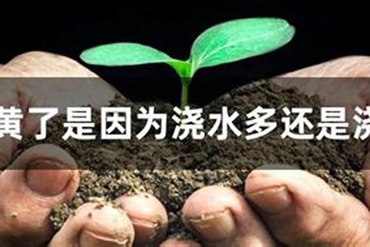 我的水培小铁树叶子黄了,请问怎么改善呀,谢谢大师🙏