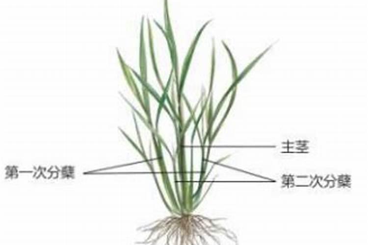 水稻分蘖期用什么叶面肥好